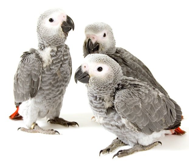 African Grey parrot