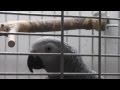 Видео № 11