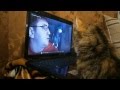 Котик смотрит Гришу